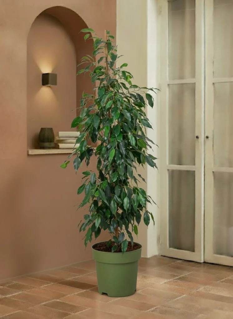 Ficus benjamina 'Danielle'